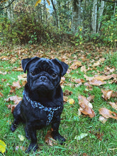 Load image into Gallery viewer, black pug wearing black and white leopard print dog strap harness